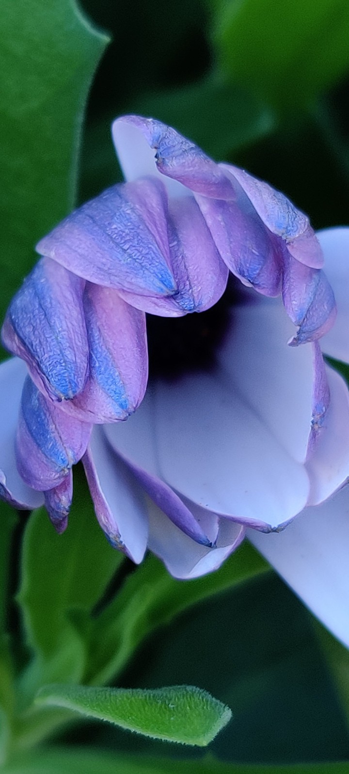 Blue daisy