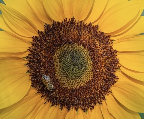 Bee