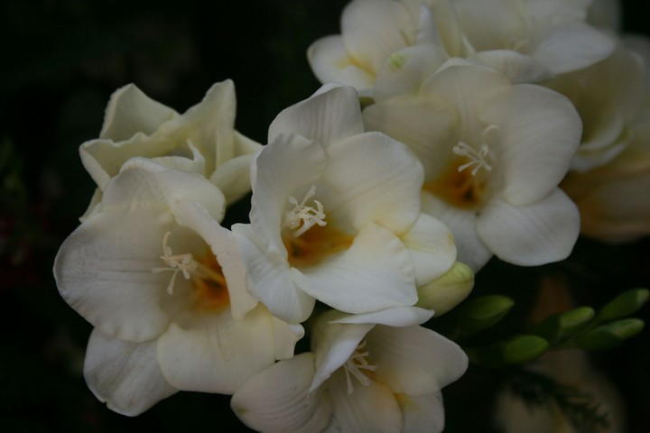 Beautiful flower