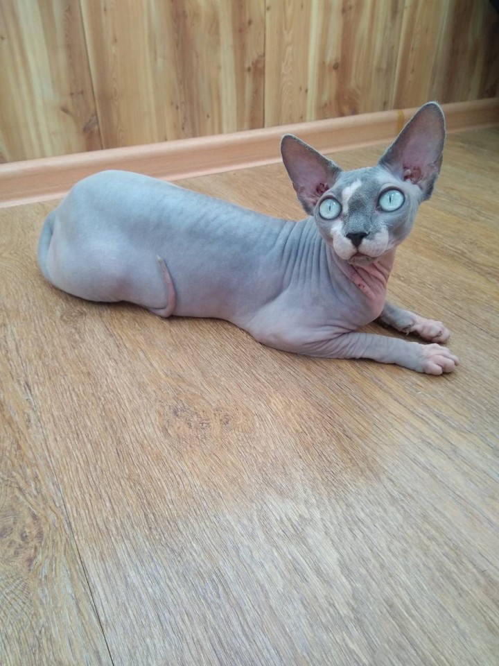 киса