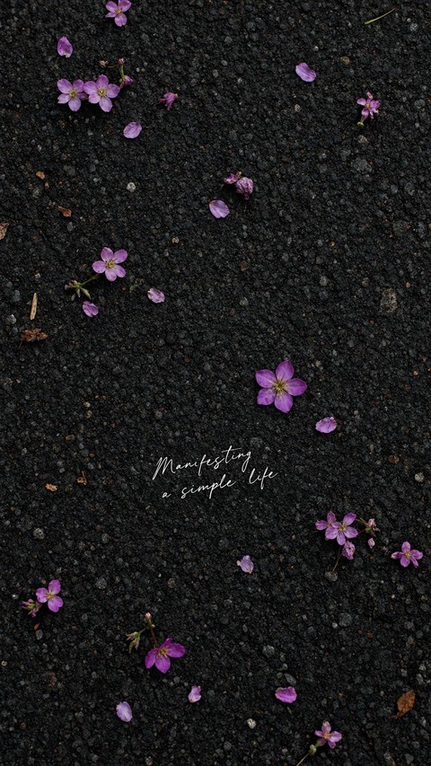 Flower, Petal, Plants