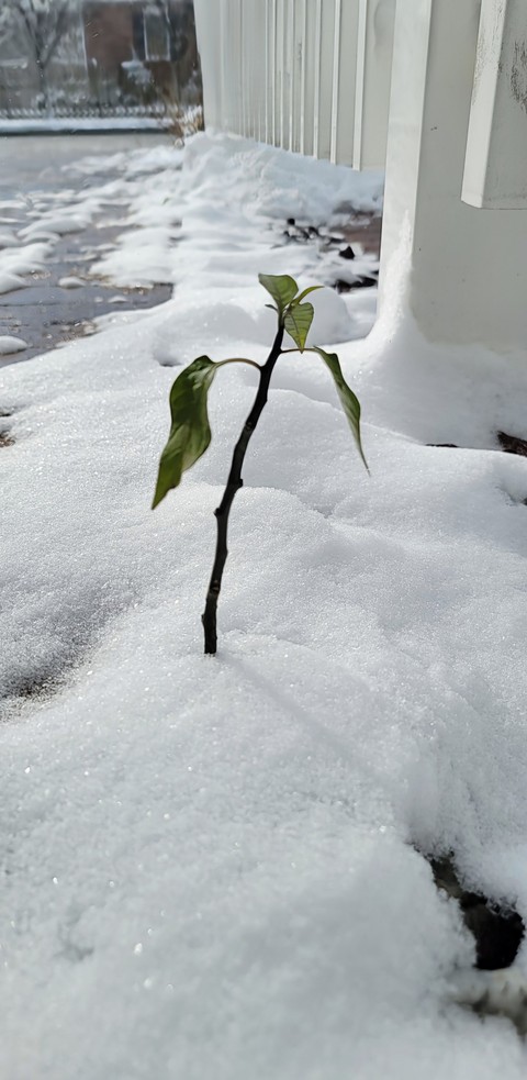 sfondi branch, frost
