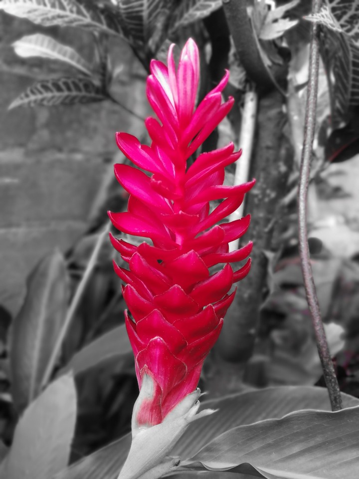 red & white!
