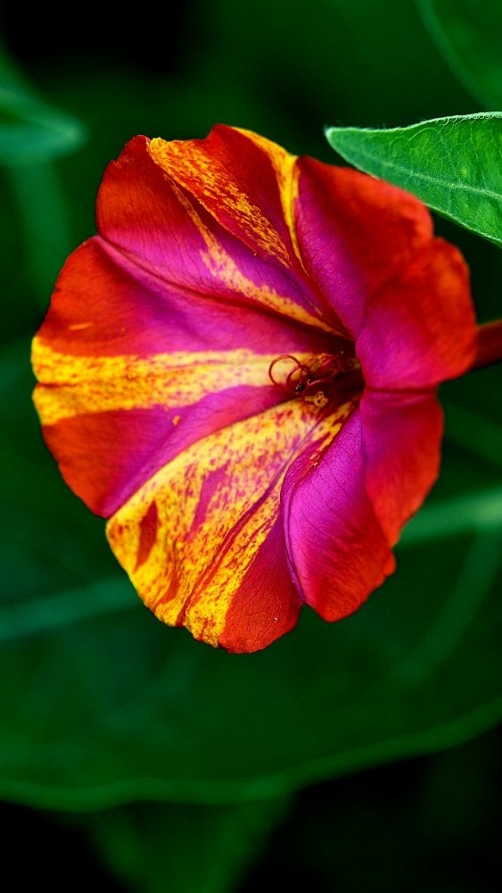 for your garden Junior