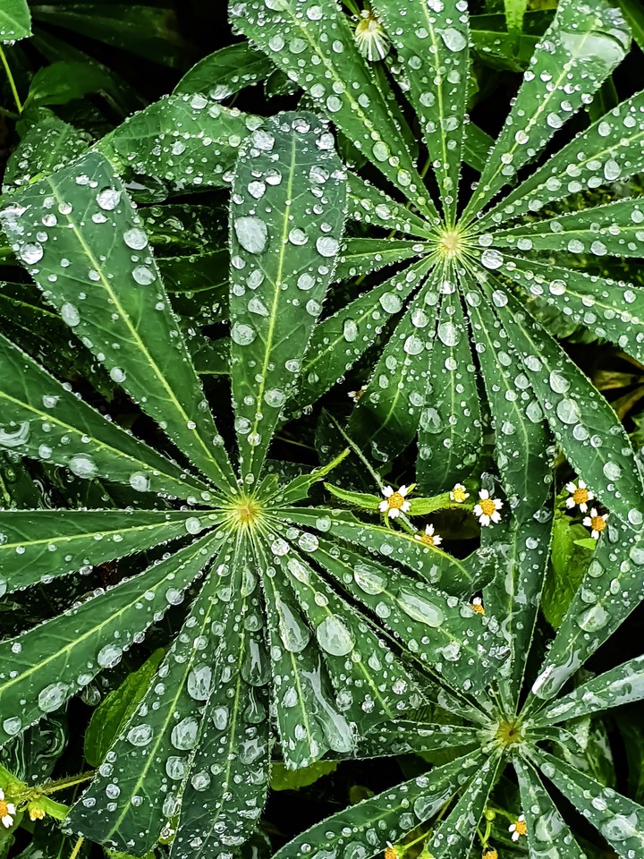 after rain