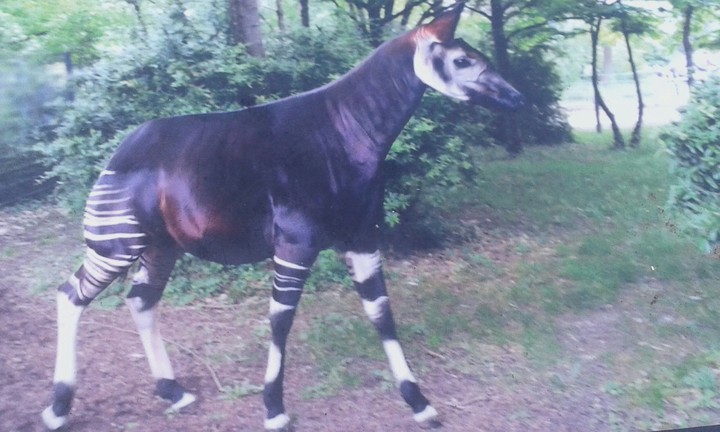 Okapi