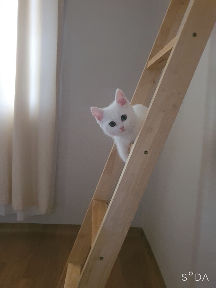 냥