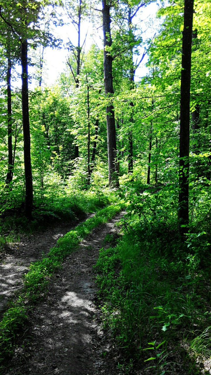 Ukrainian forest