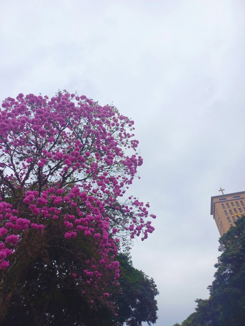 植物, 紫色桌布