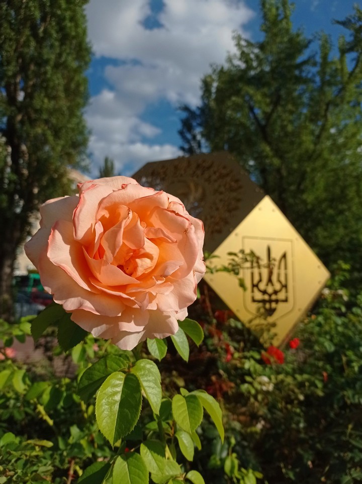 park, flower Hintergrundbilder