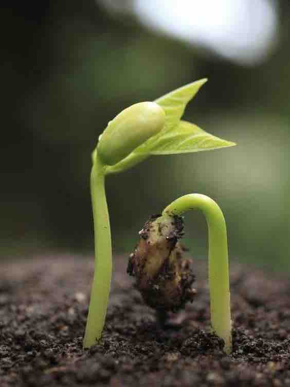 plants