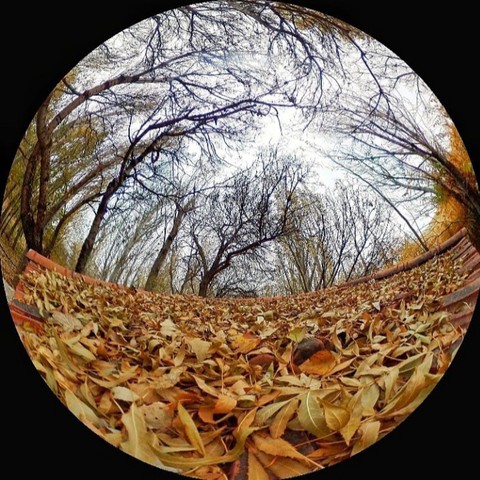 רקעים tree, circle