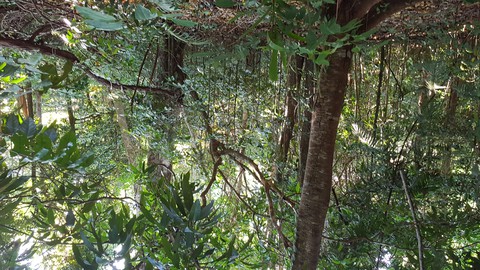 Daintree rainforest near Emmagen Creek, far north Queensland