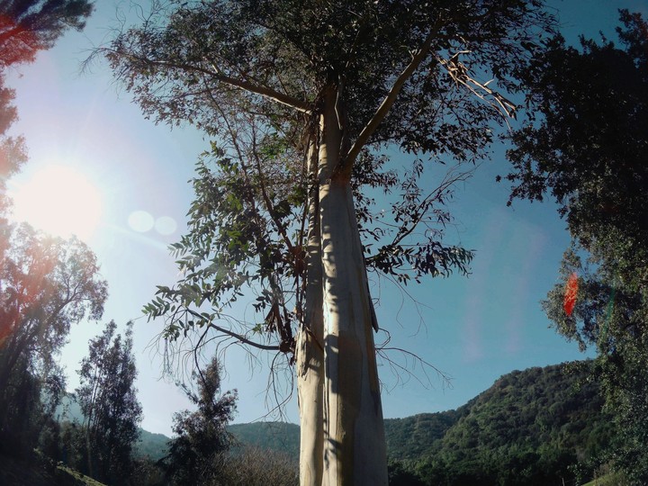Eucalipto, club de campo Los Castaños