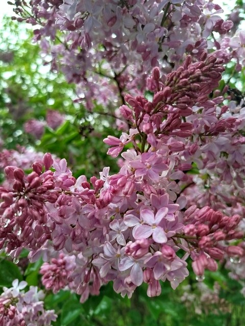 обои flower, spring