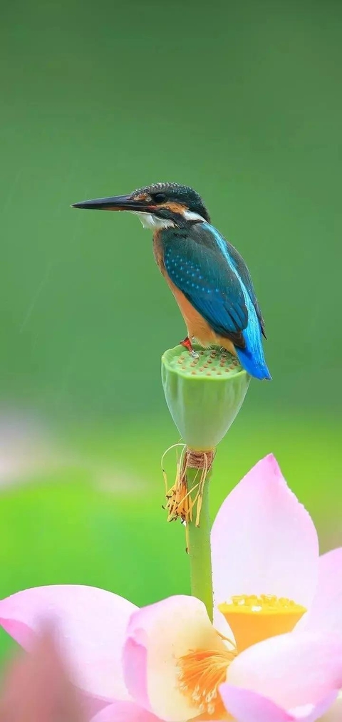 hình nền coraciiformes, Yellow