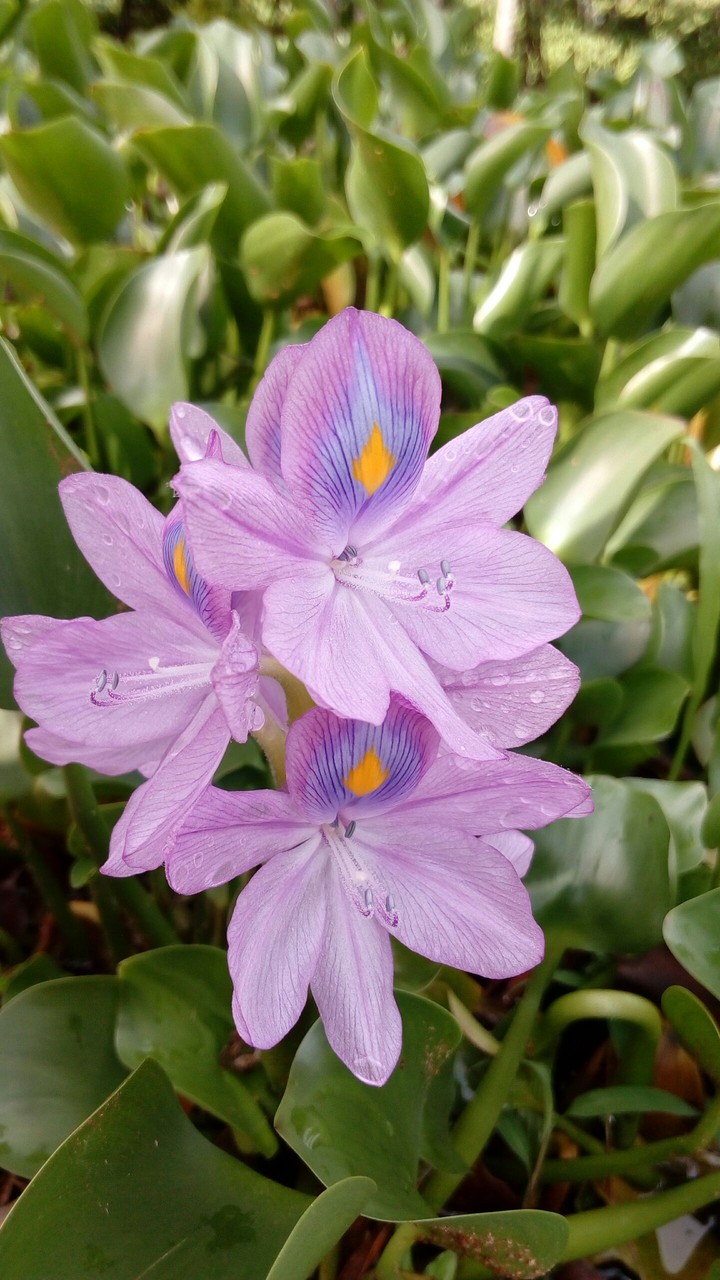 Dew drops on the flower