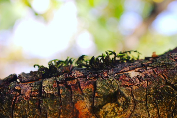 tree