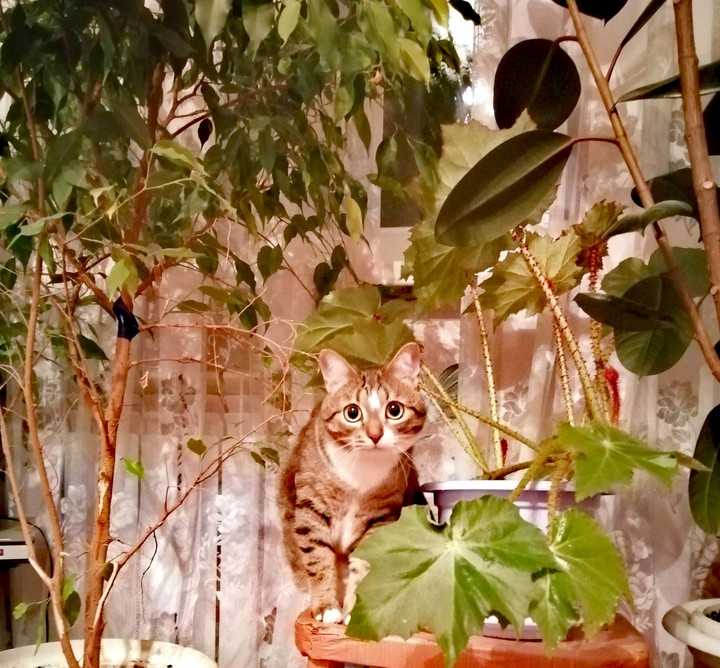 домашний хищник