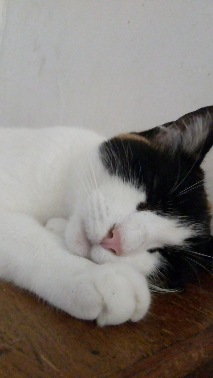 Paloma