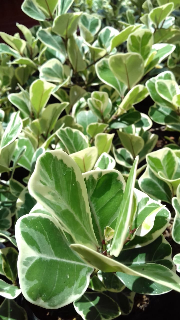 plant