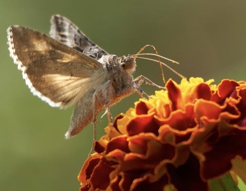 skippers, wing háttérképek