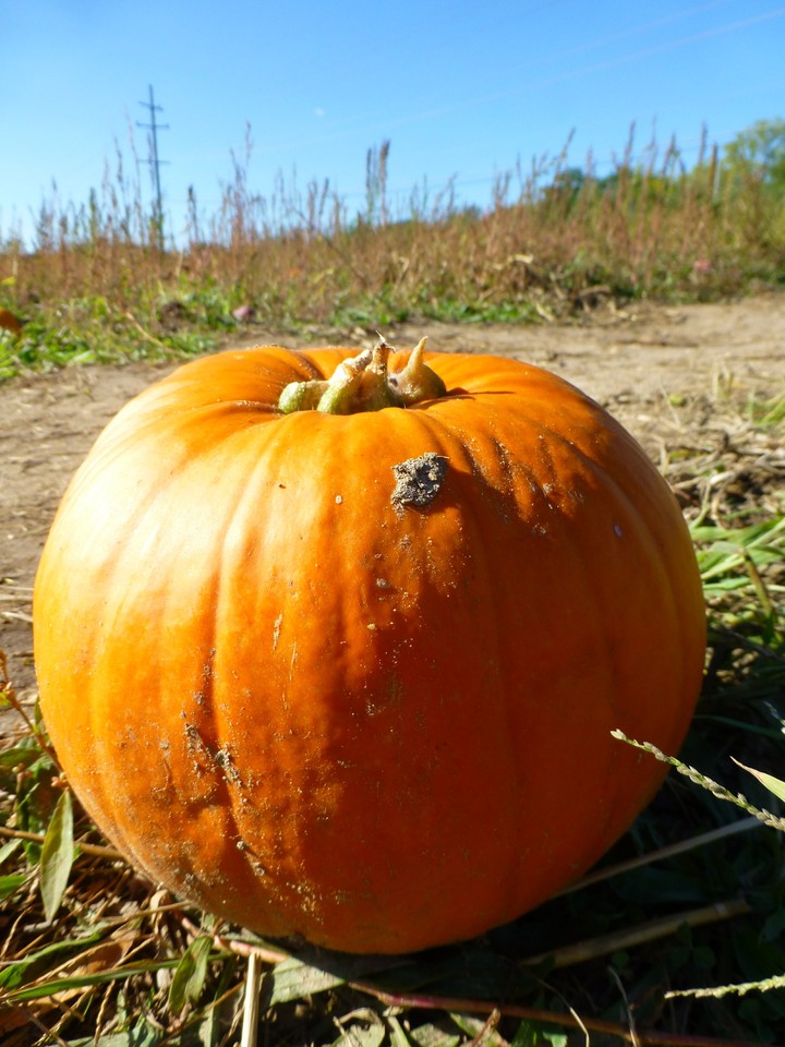 Pumpkin season