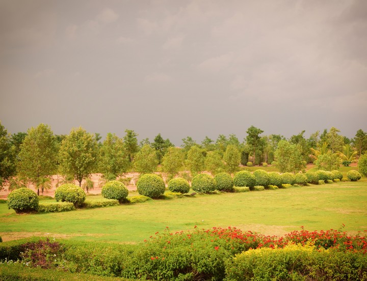 Garden