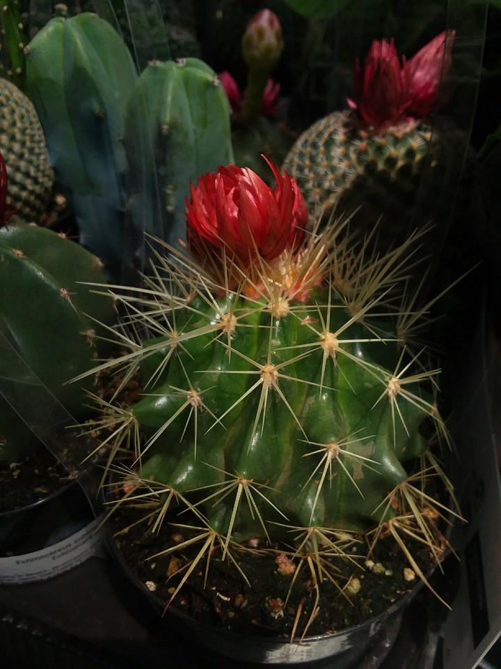 tony cactus