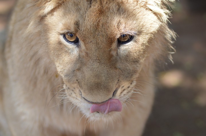 Leeuman, 8 month old male lion