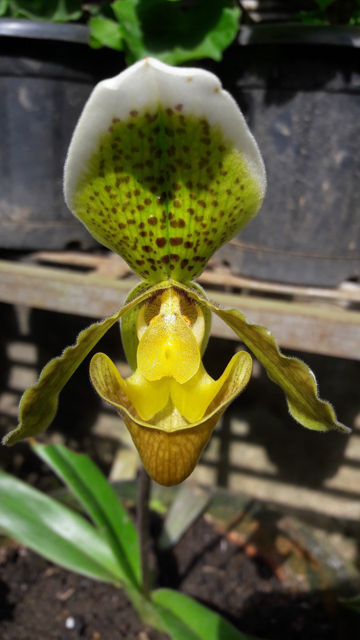 #paphiopedilum