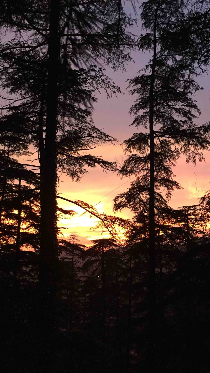 Shimla Dairy