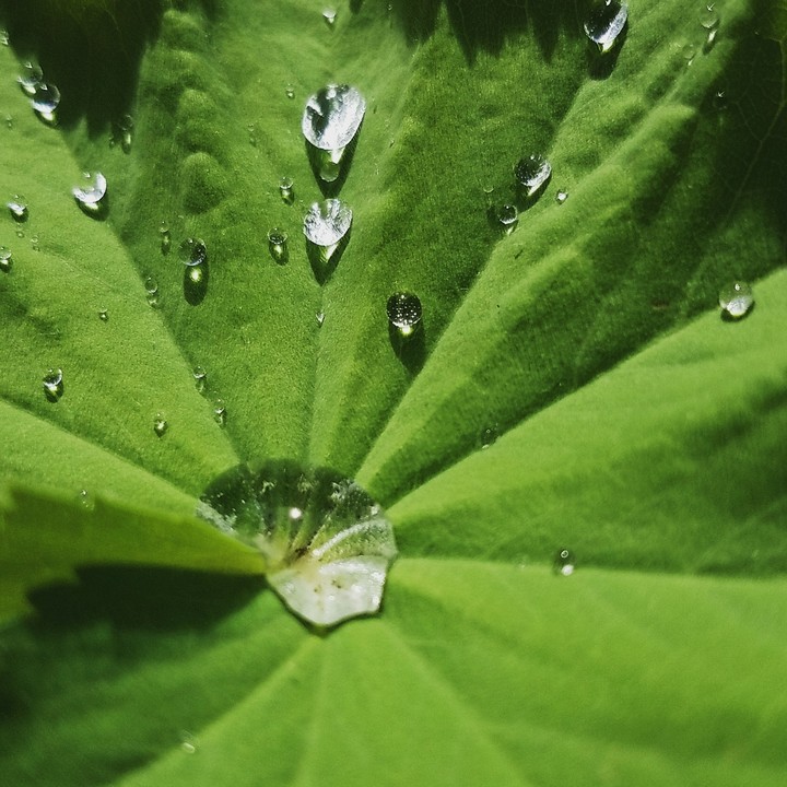 Rain