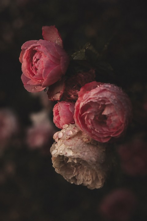 papéis de parede Roses, rose