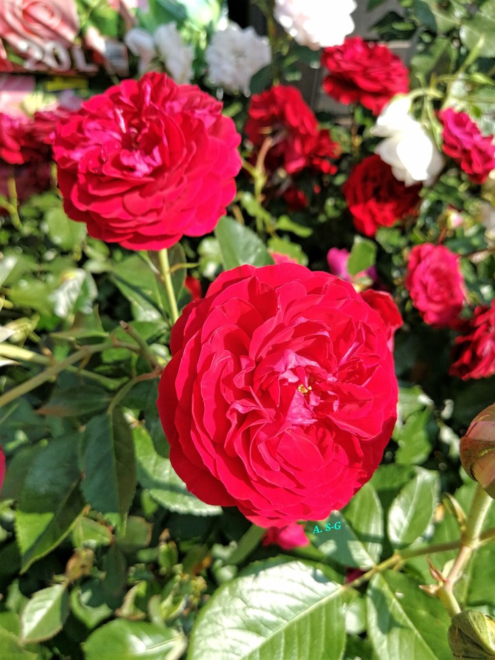 Rote Rose aus meinem Garten