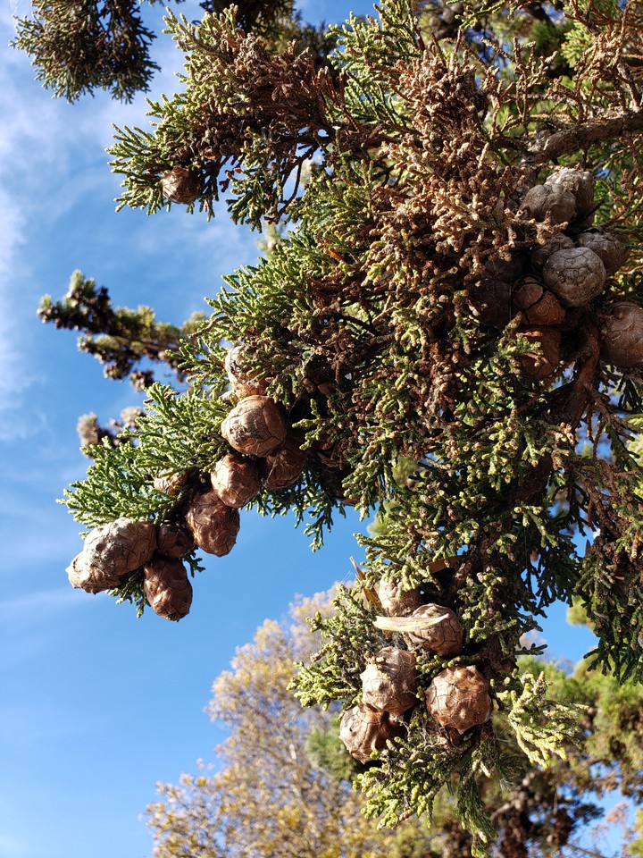 Cones