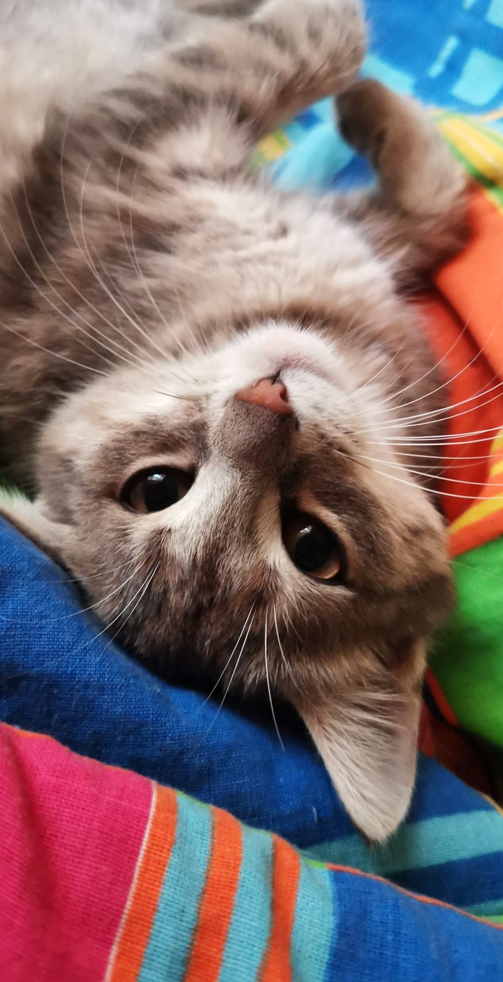 cat