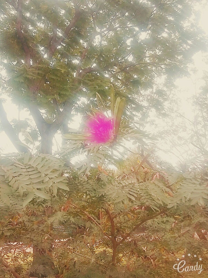 FLOWER