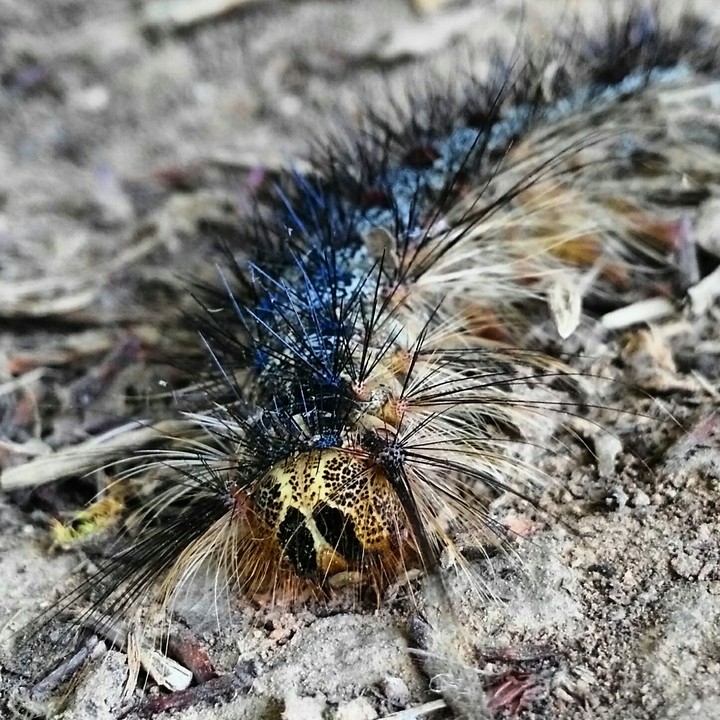 Macro