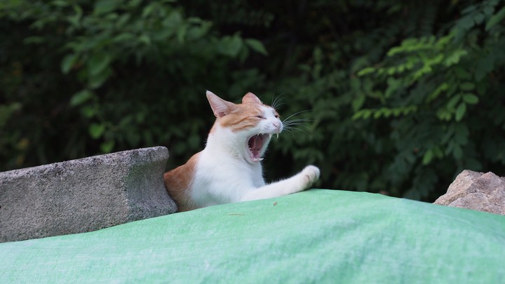 고양이01