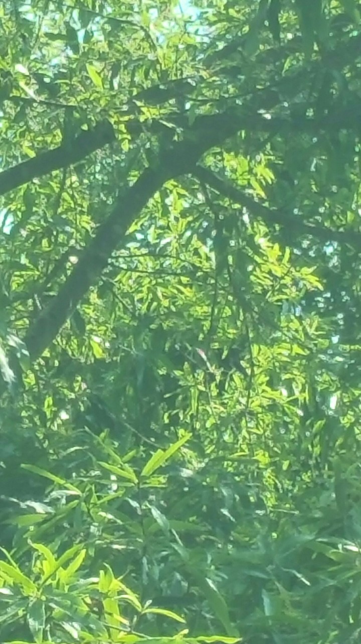 Trees