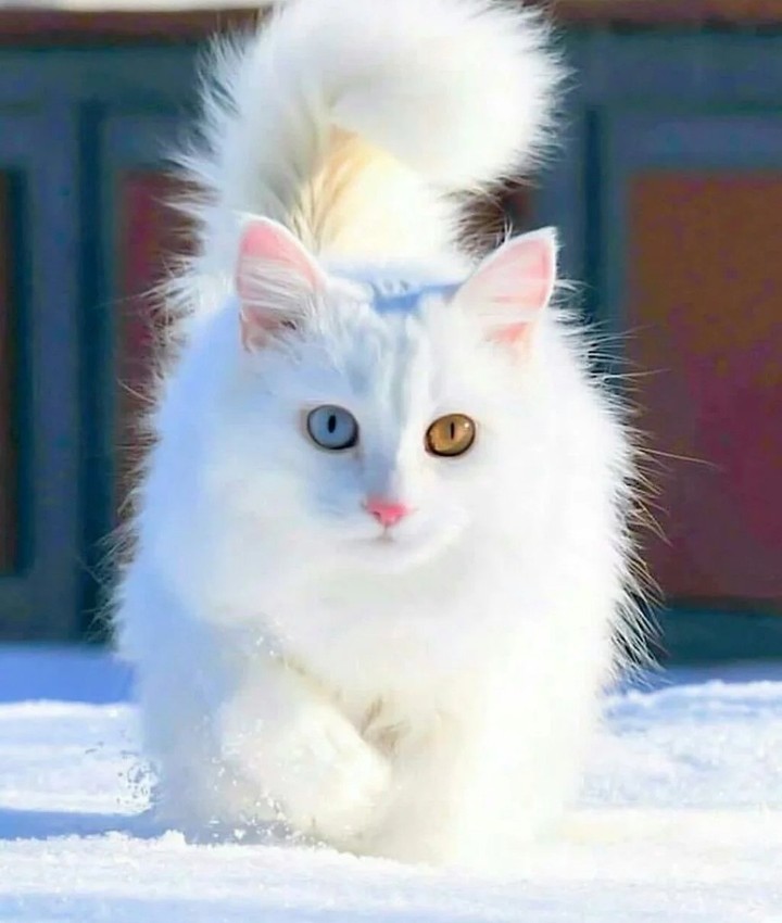 beauty