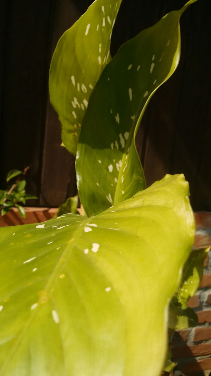 plant