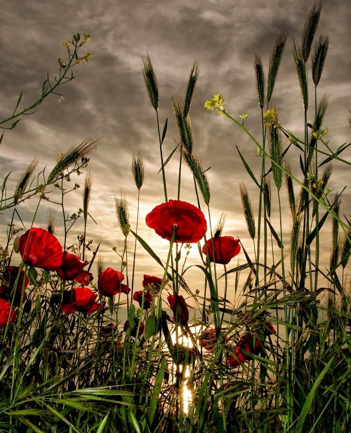red poppies...