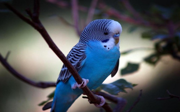 parrot