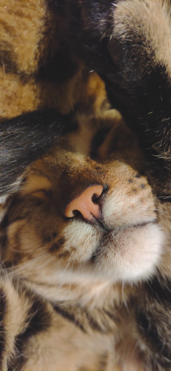 кошка
