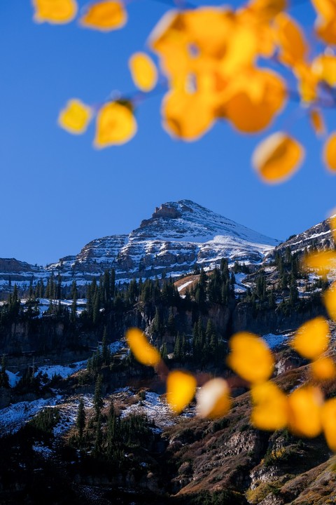 larch, alps achtergronden