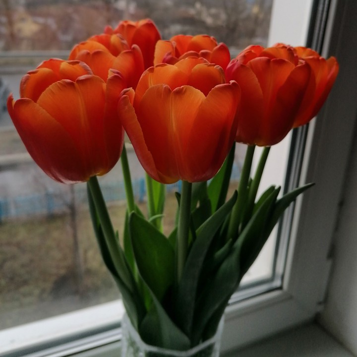 tulips