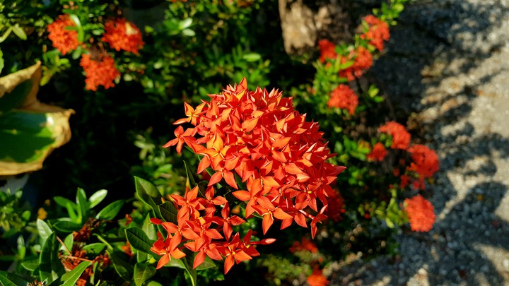 Ixora chinensis II.