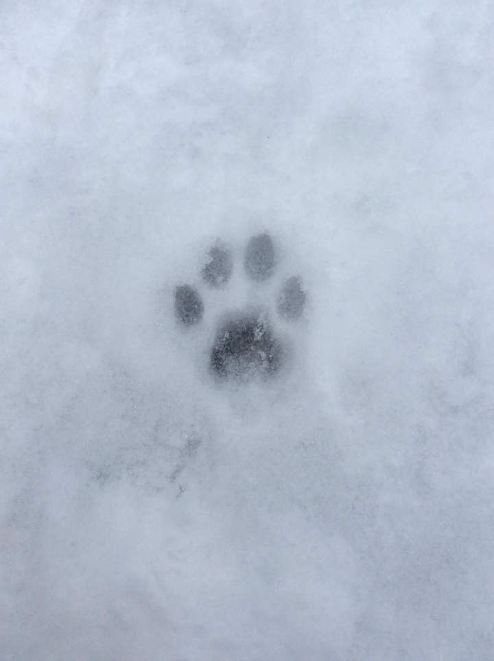 고양이의 발